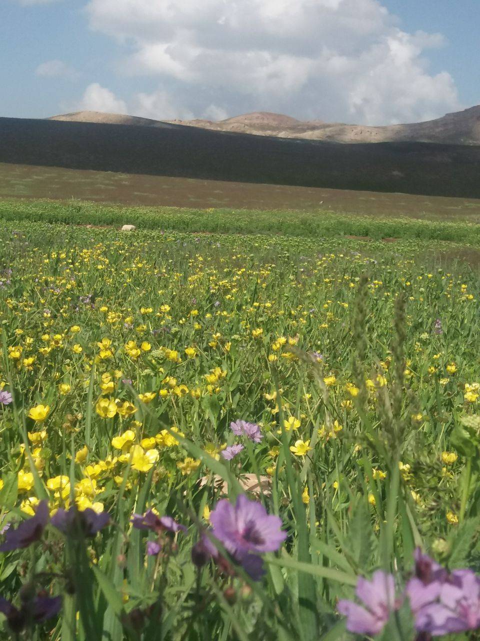 جاذبه های طبیعی