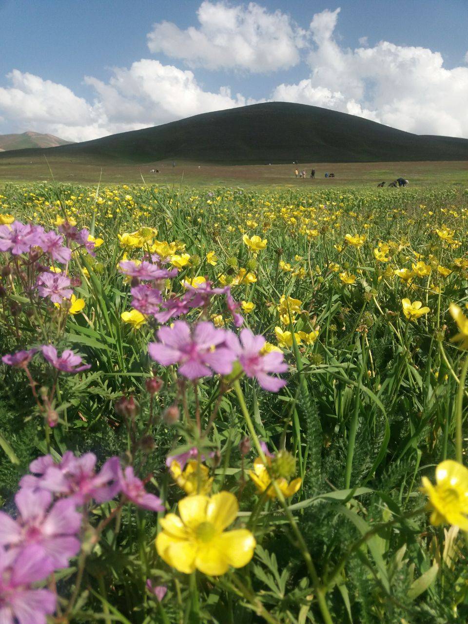 طبیعت بهاری