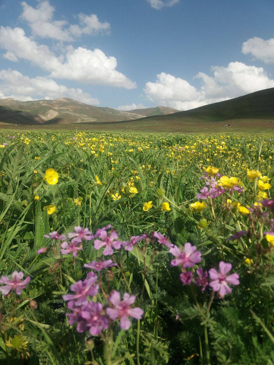 گل های رنگارنگ بهاری