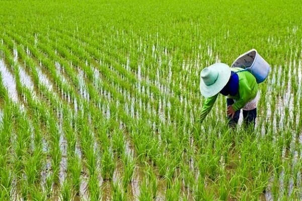 دومین مرحله آبگذاری اراضی شالیزار‌های مناطق شرقی گیلان