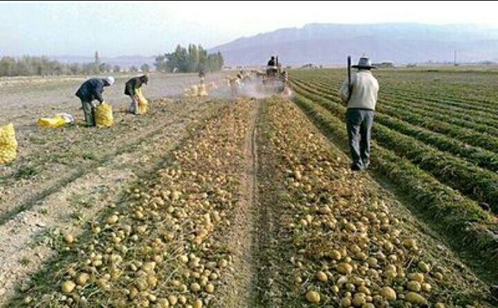 ۳۰ درصد اقتصاد و اشتغال استان همدان به کشاورزی تعلق دارد