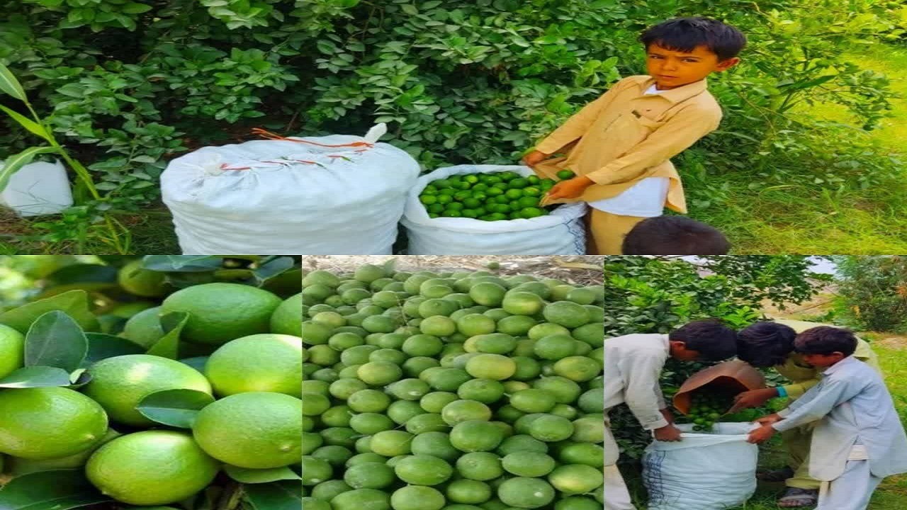 برداشت لیمو ترش ۳۶۰ هکتار از باغات شهرستان دشتیاری