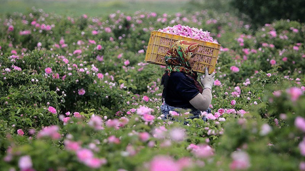 برگزاری جشنواره گل محمدی در منشاد