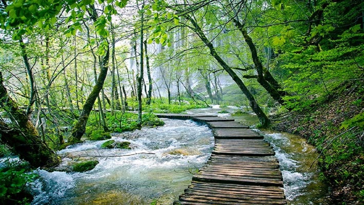 پارک جنگلی النگدره گرگان و زیبایی‌های کم نظیرش+فیلم