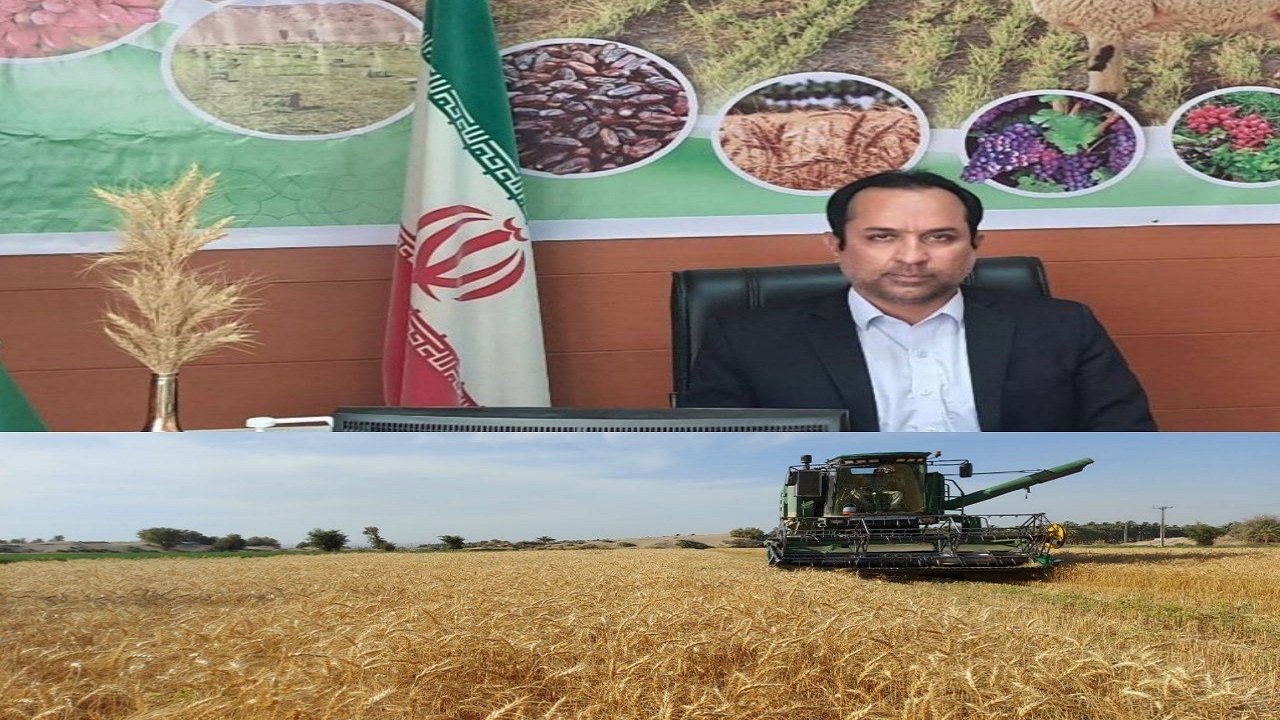 کشاورزان خاش ۴ هزار تن گندم به مراکز خرید تحویل دادند