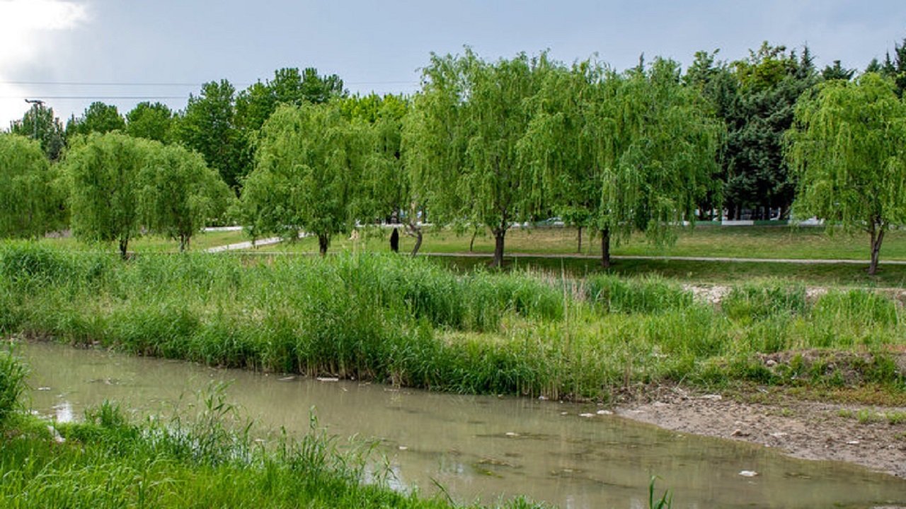 جنگلی در میان رودخانه شهرچای