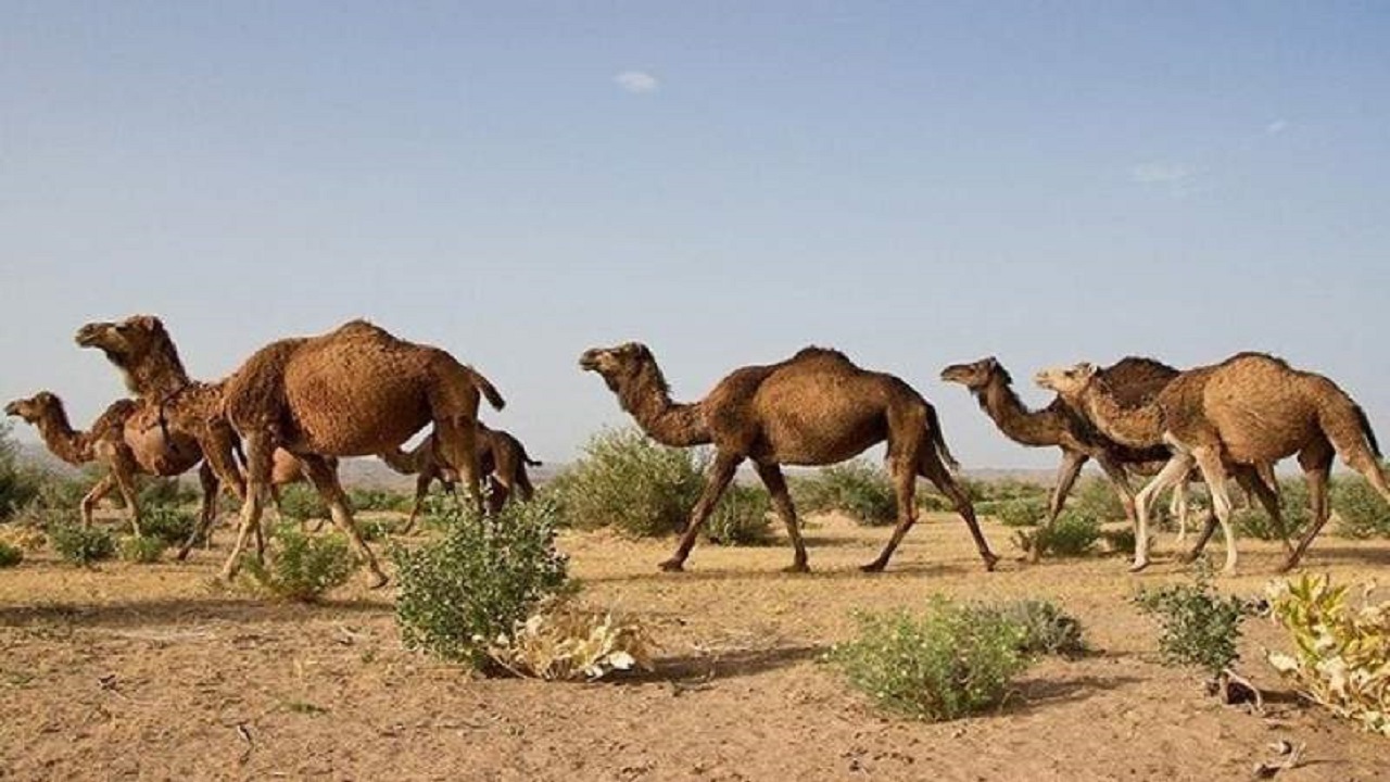 شتر‌های شهرستان دیر ویزیت و درمان رایگان شدند