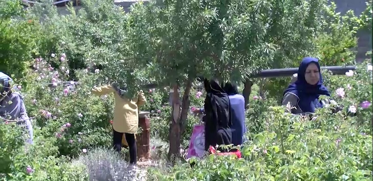 تولید سالانه بیش از ۲۴ تن گیاهان دارویی در مزرعه فدک روستای زفره