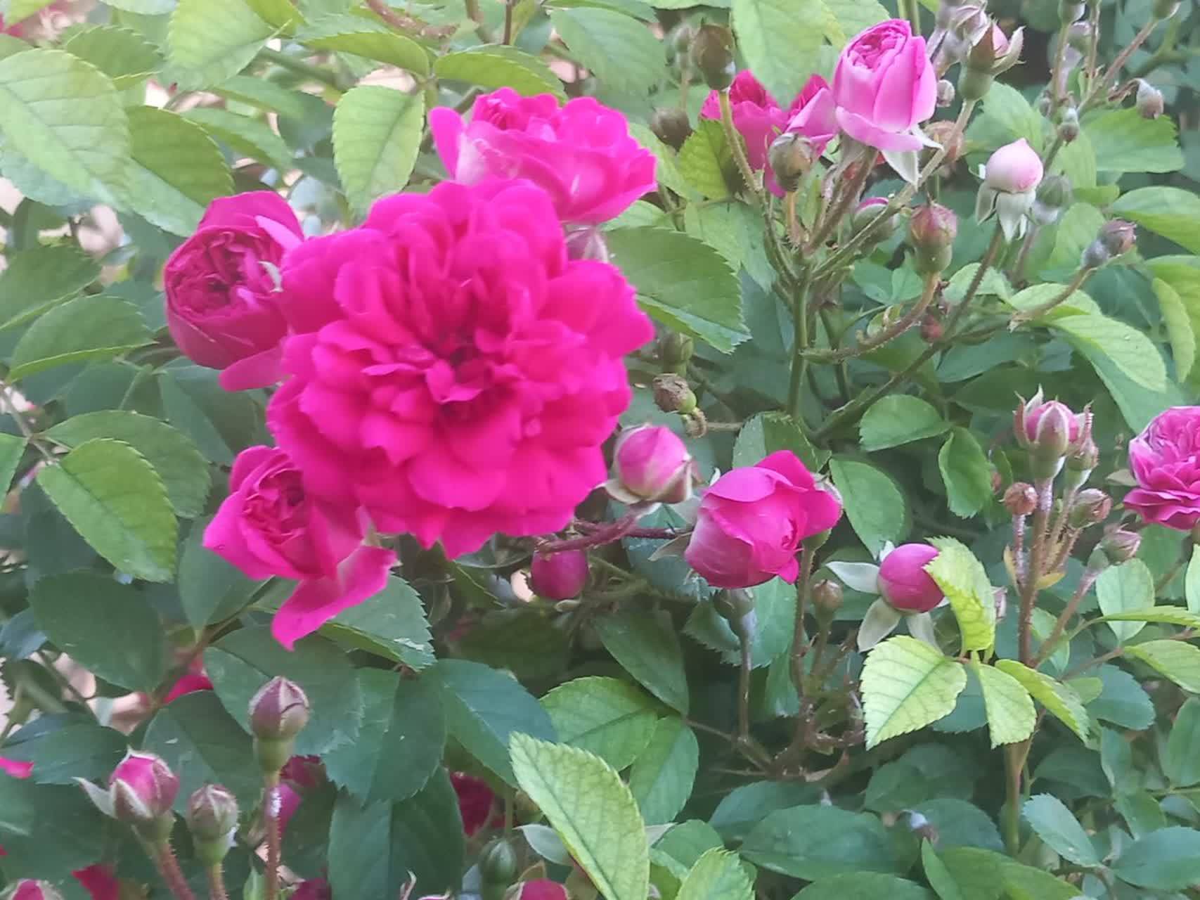طبیعت