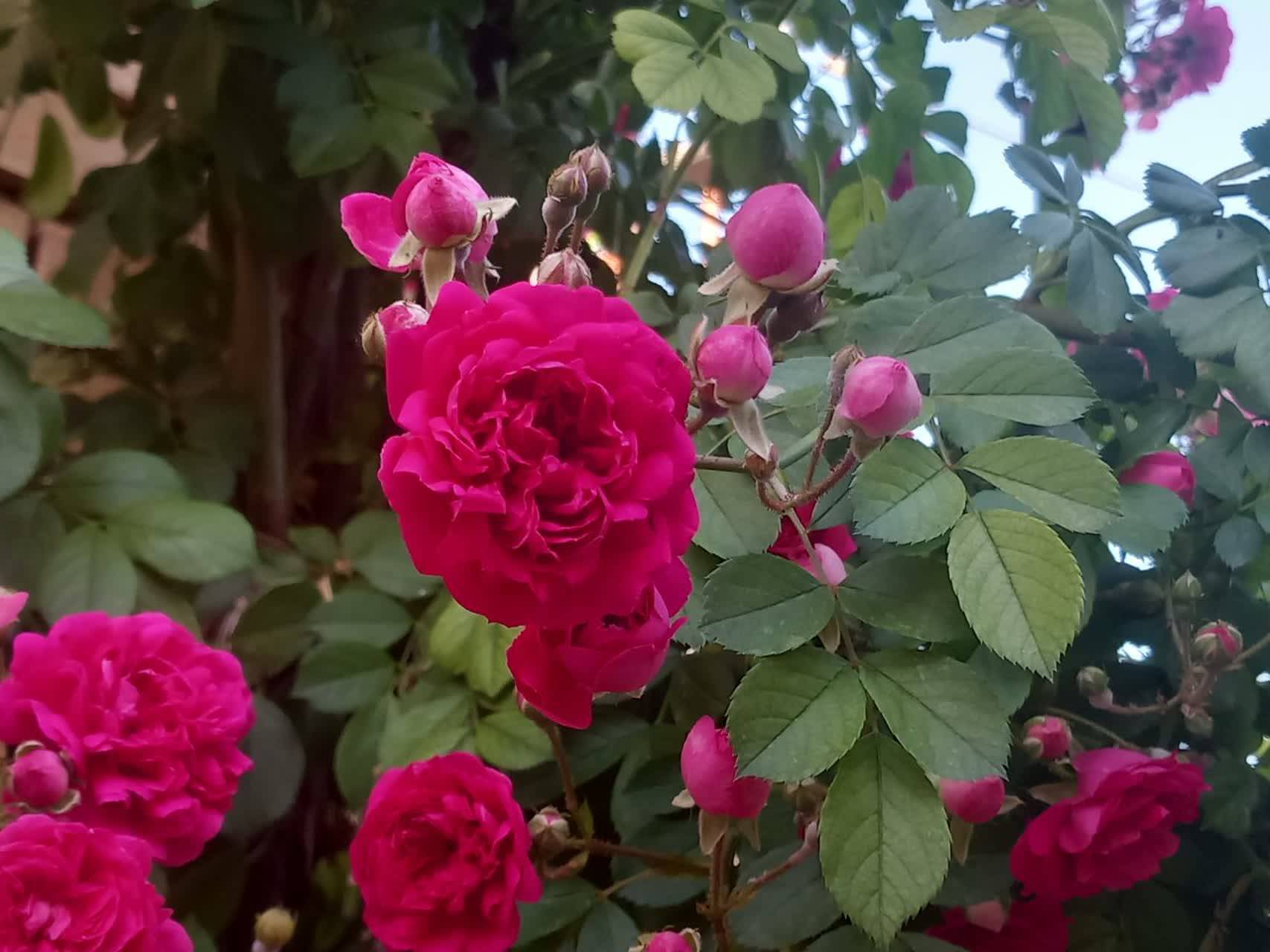 گل های سرخ