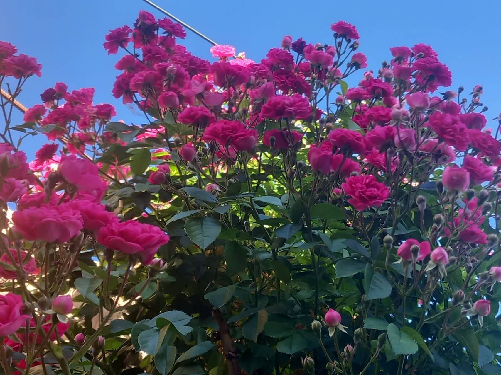 گل های سرخ بهاری