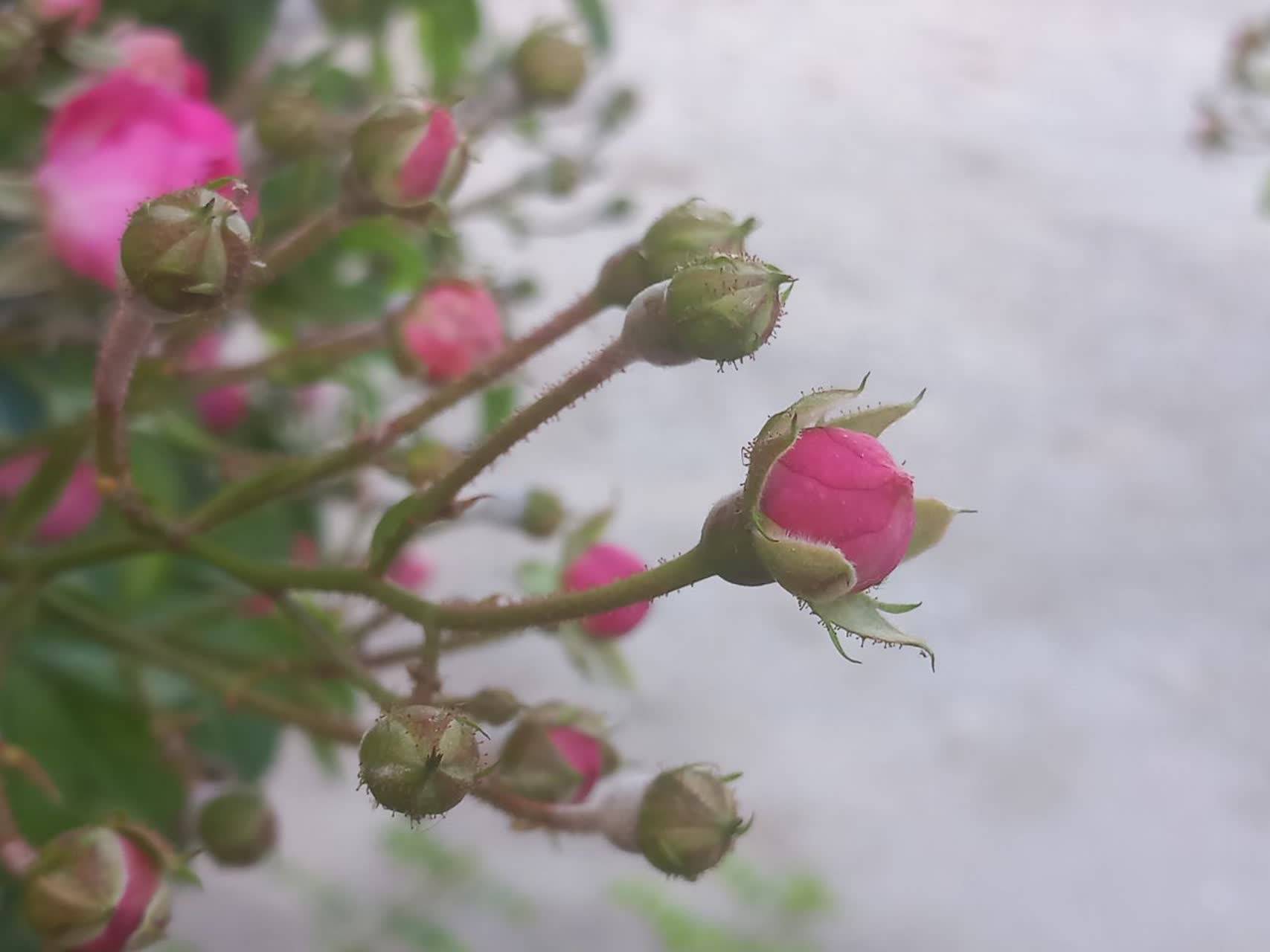 شکوفه گل