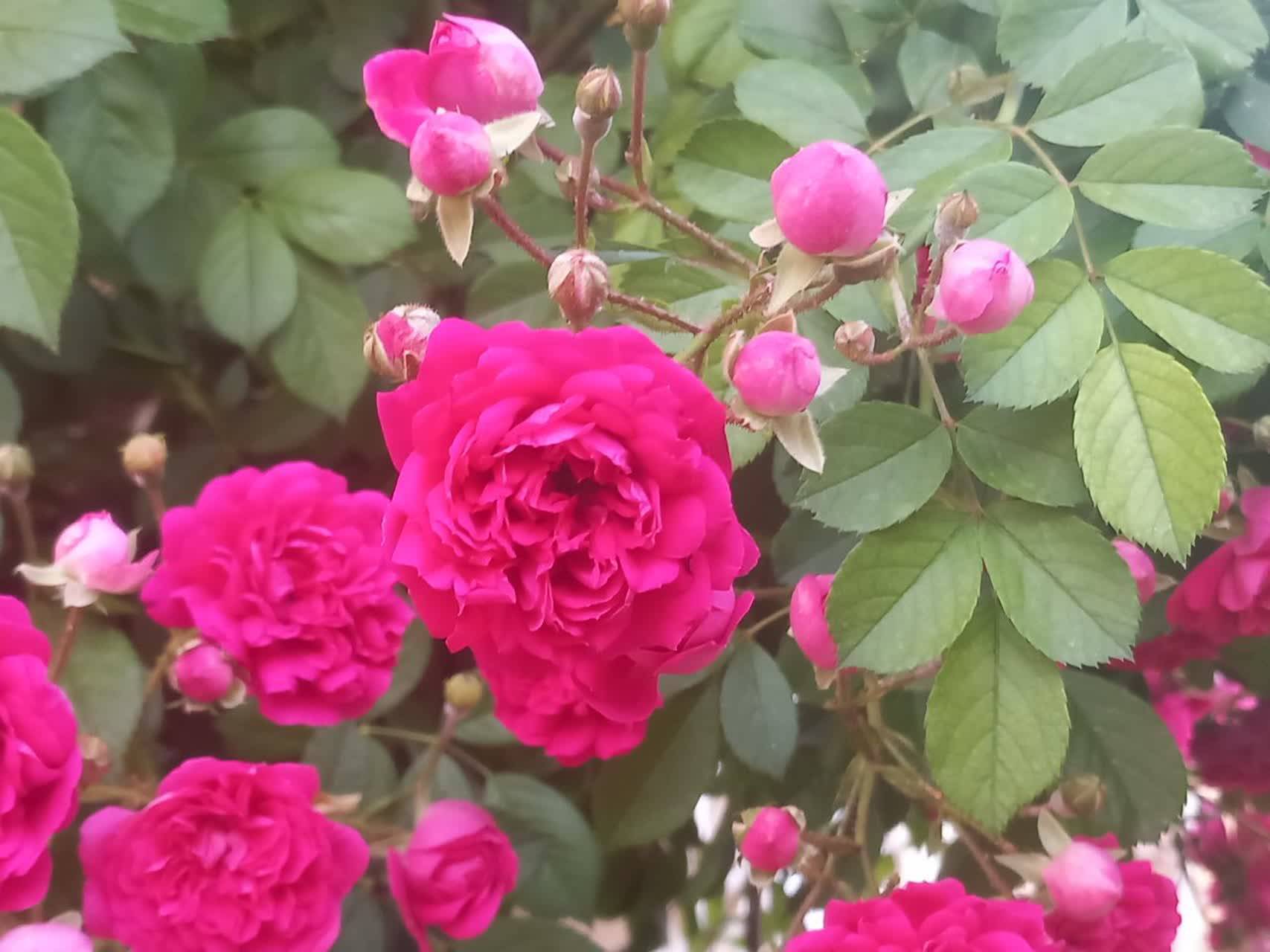 گل های بهاری
