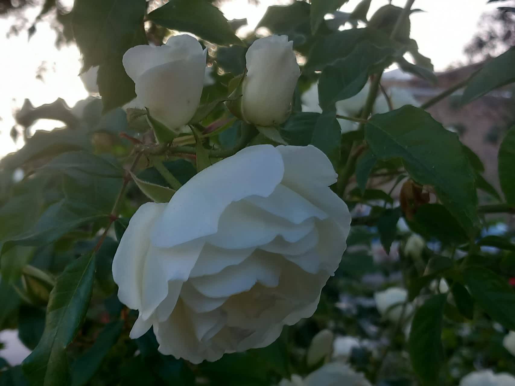 گل سفید بهاری در سمیرم
