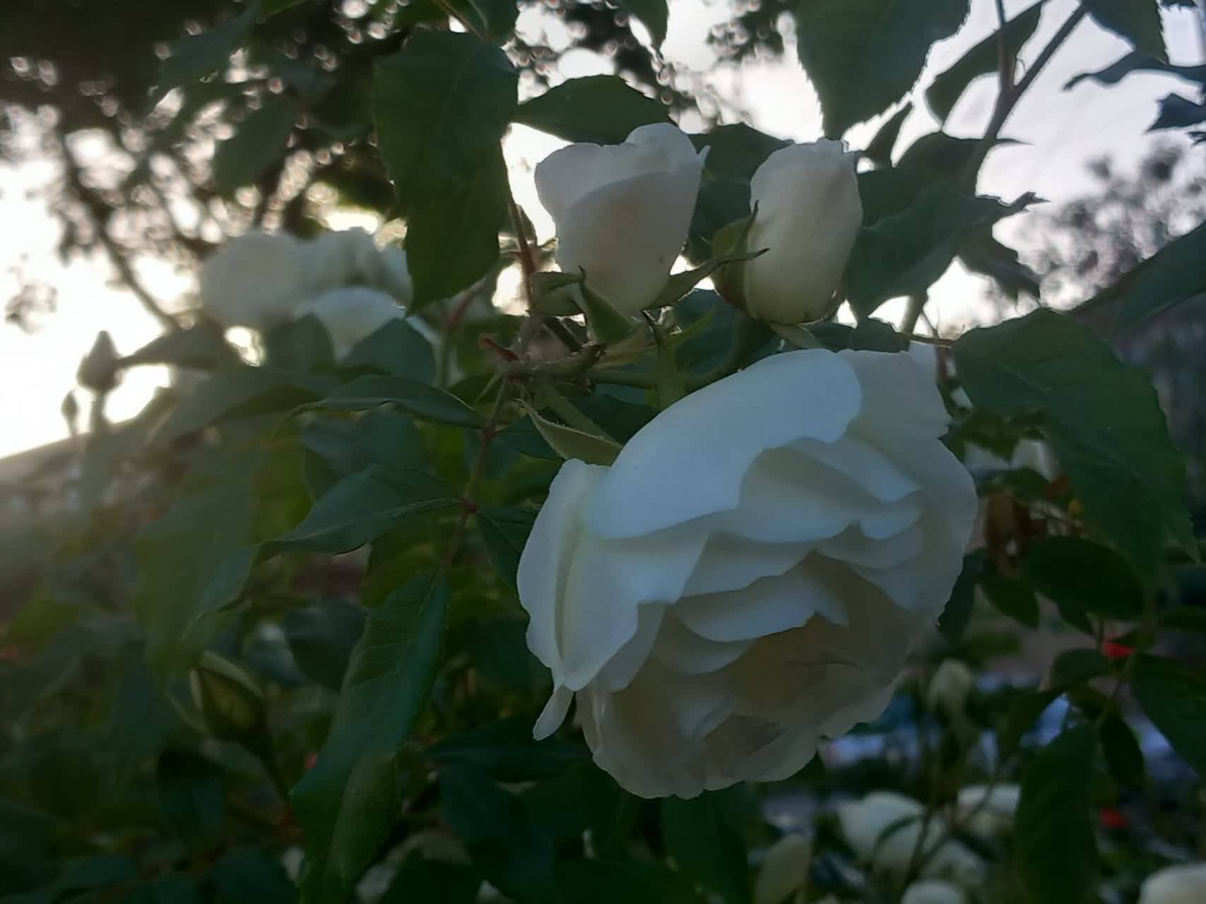 گل بهاری در سمیرم