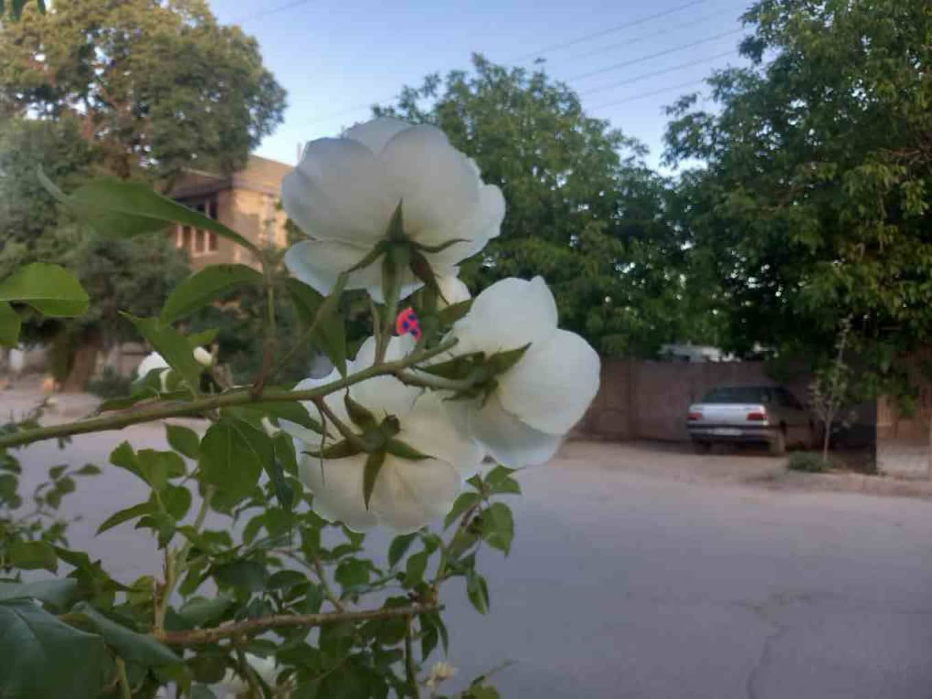 رویش گل های بهاری