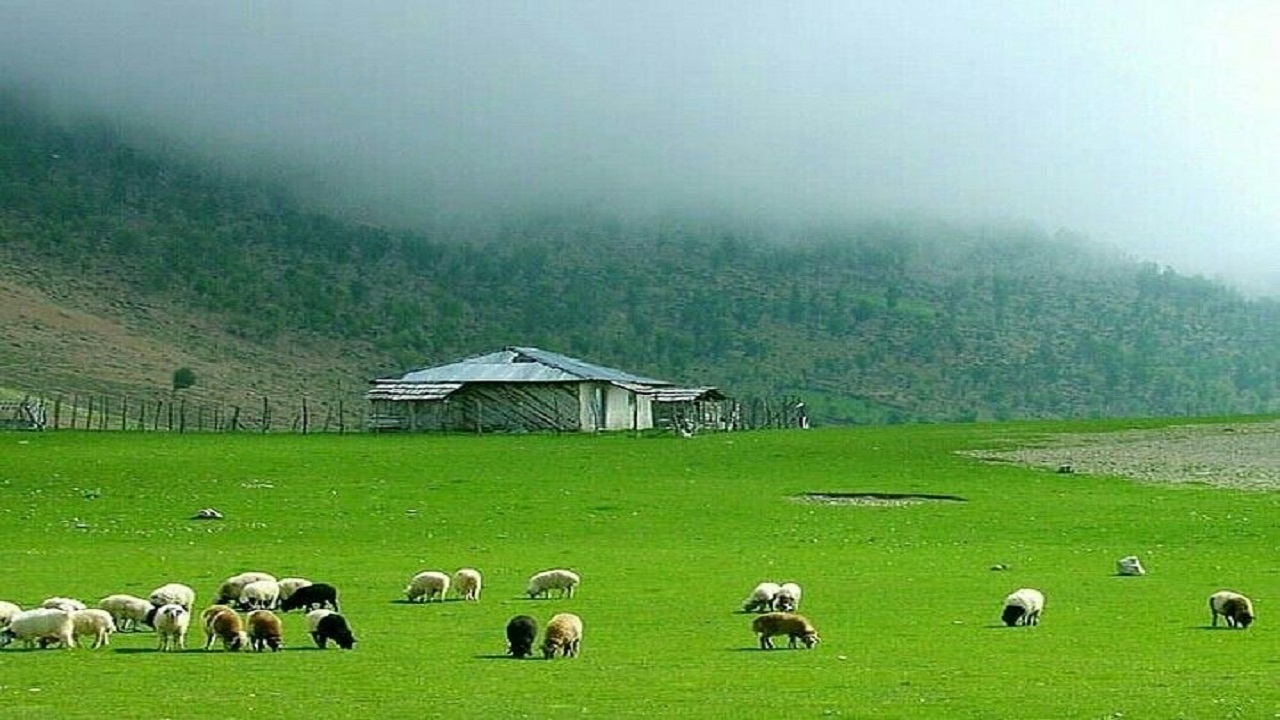 آغاز فصل بهره برداری از مراتع ییلاقی گیلان
