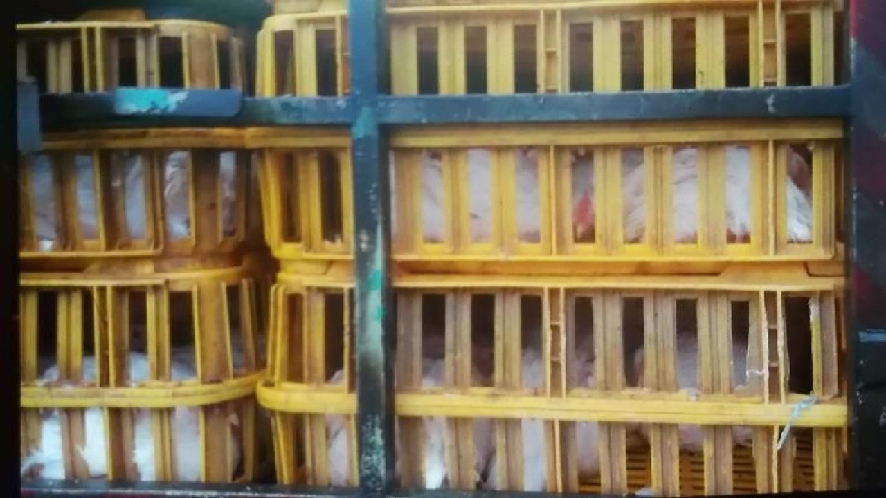 جلوگیری از قاچاق مرغ در رضوانشهر