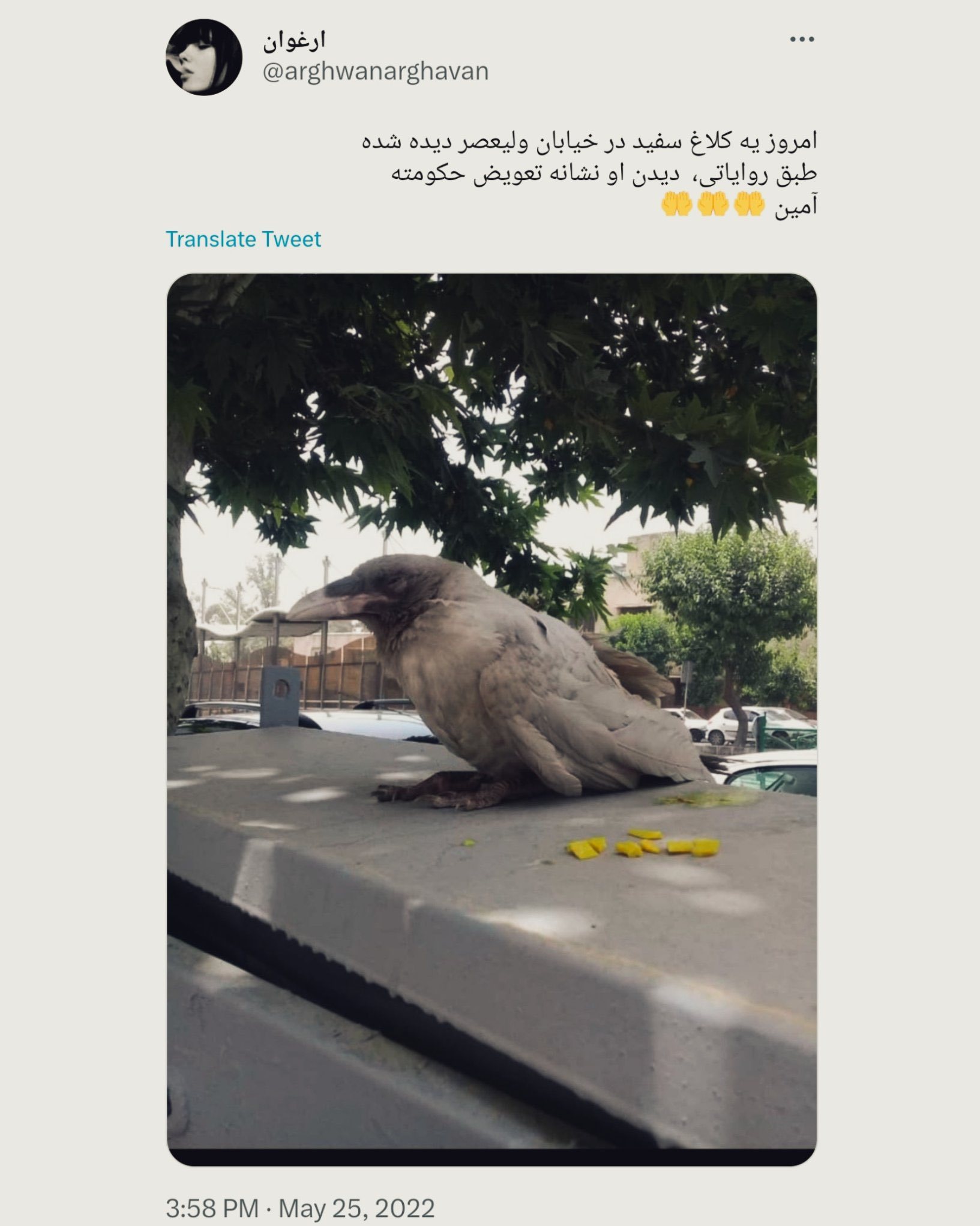 کلاغ سفید