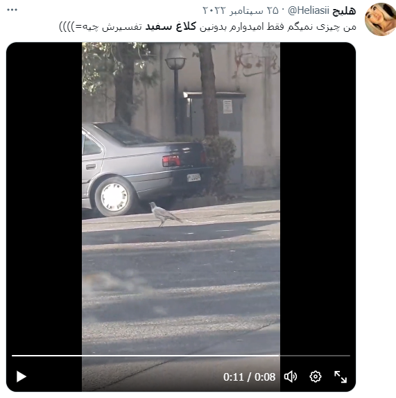 کلاغ سفید کلاغ سفید
