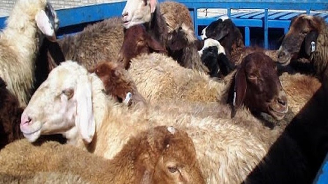 کشف احشام قاچاق در بافق