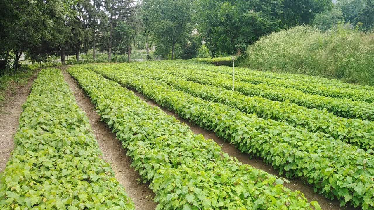 تلاش برای احیای گونه کمیاب جنگل های شمال