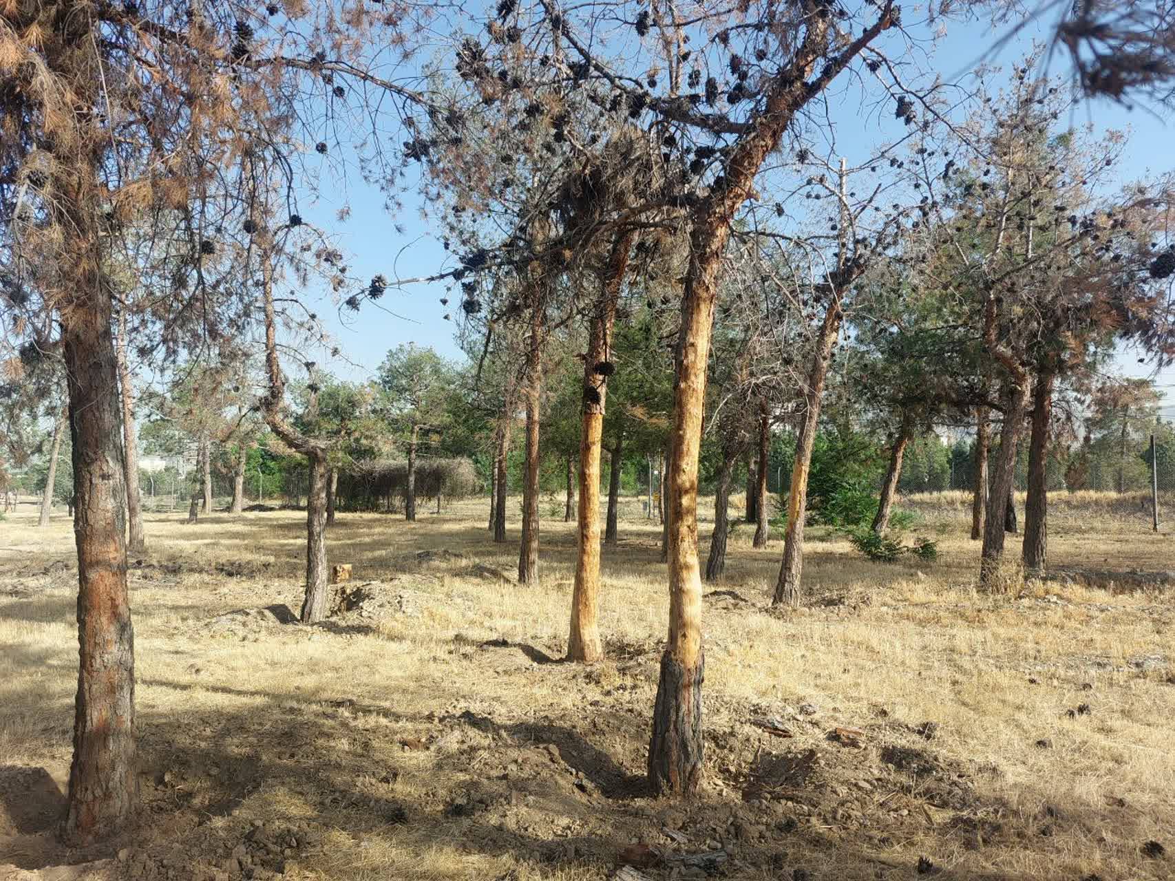 خشکی درختان و فضای سبز
