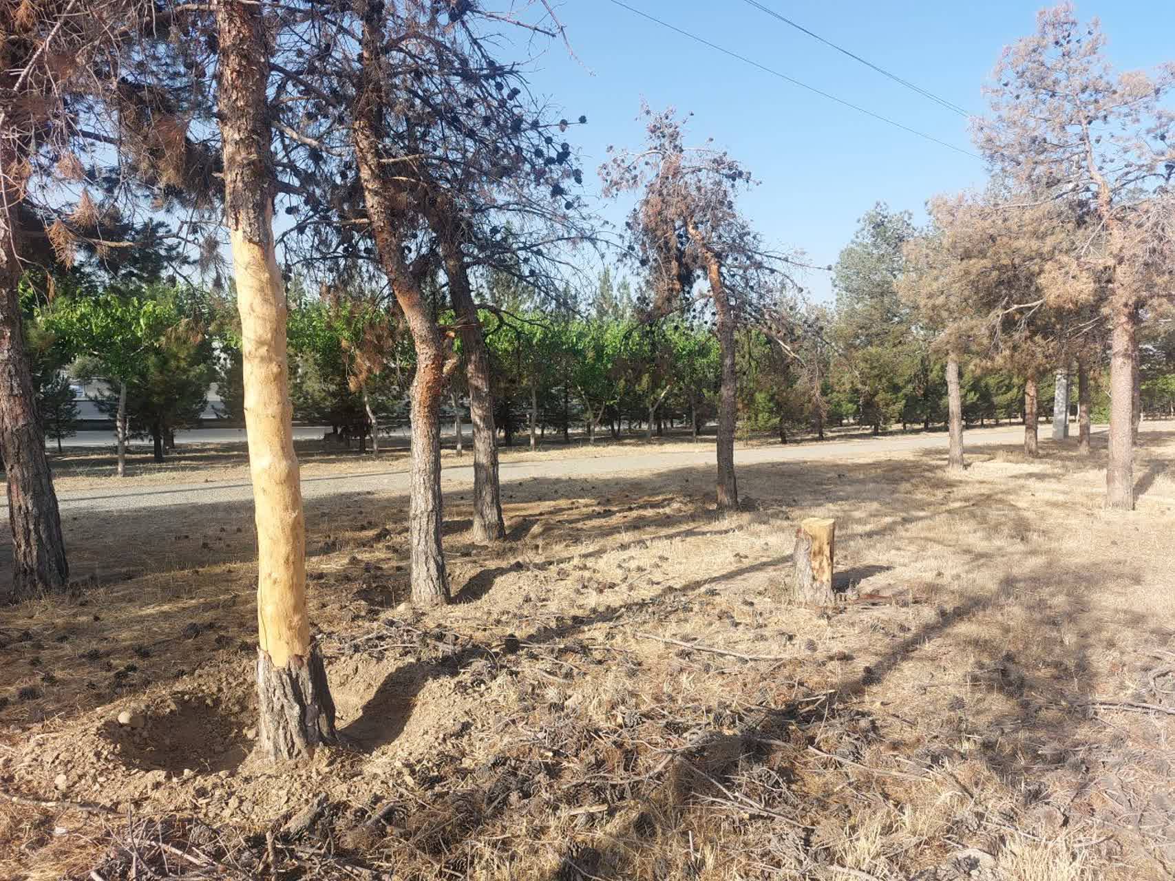 خشکی درختان