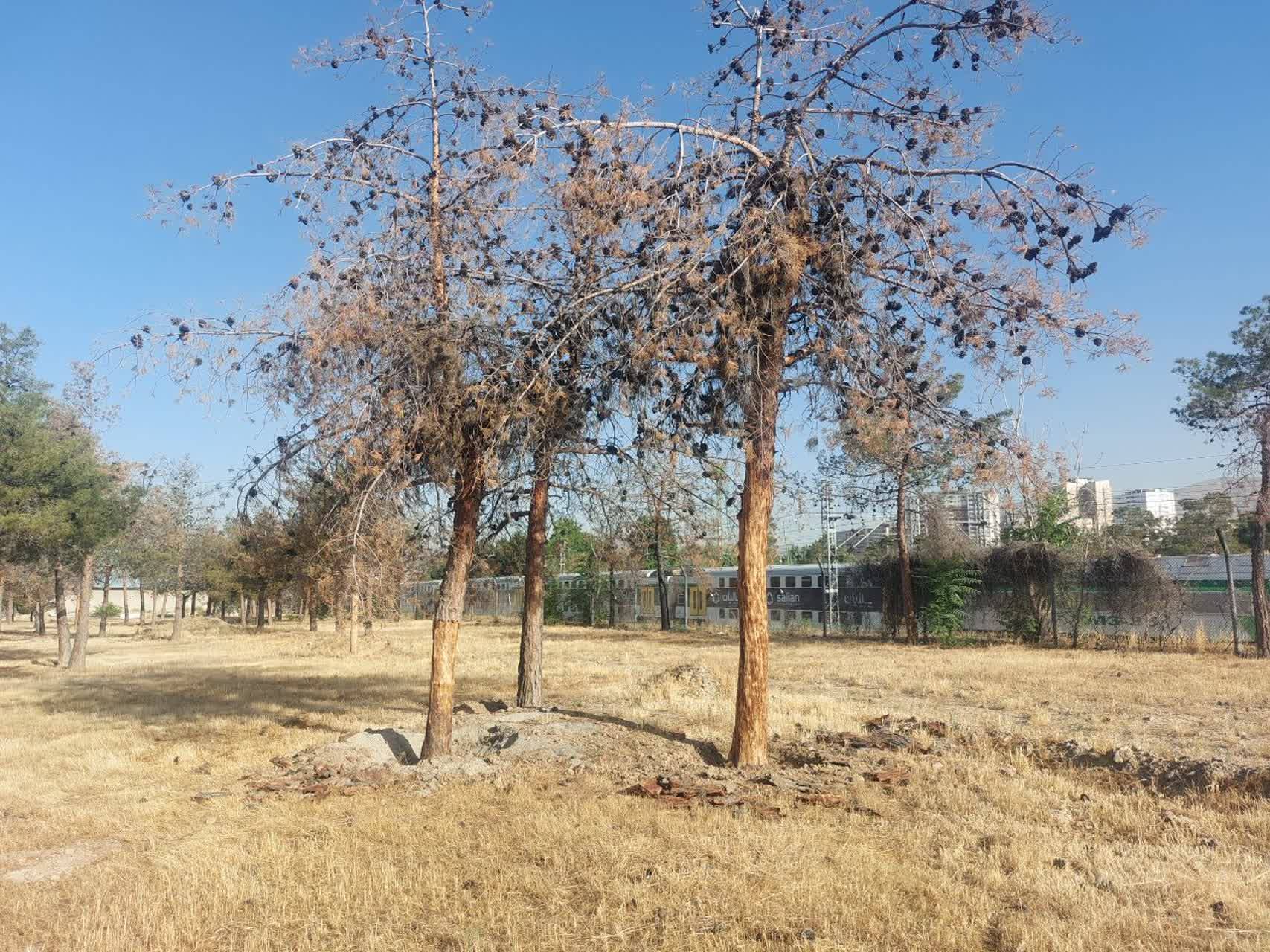 قطع درختان