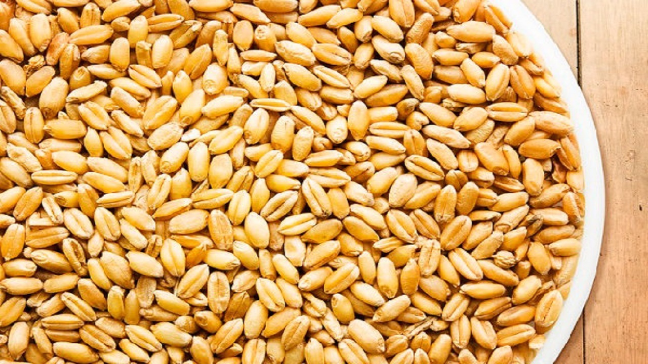 خرید بیش از دو هزار و ۷۰ تن بذر گندم در گلستان