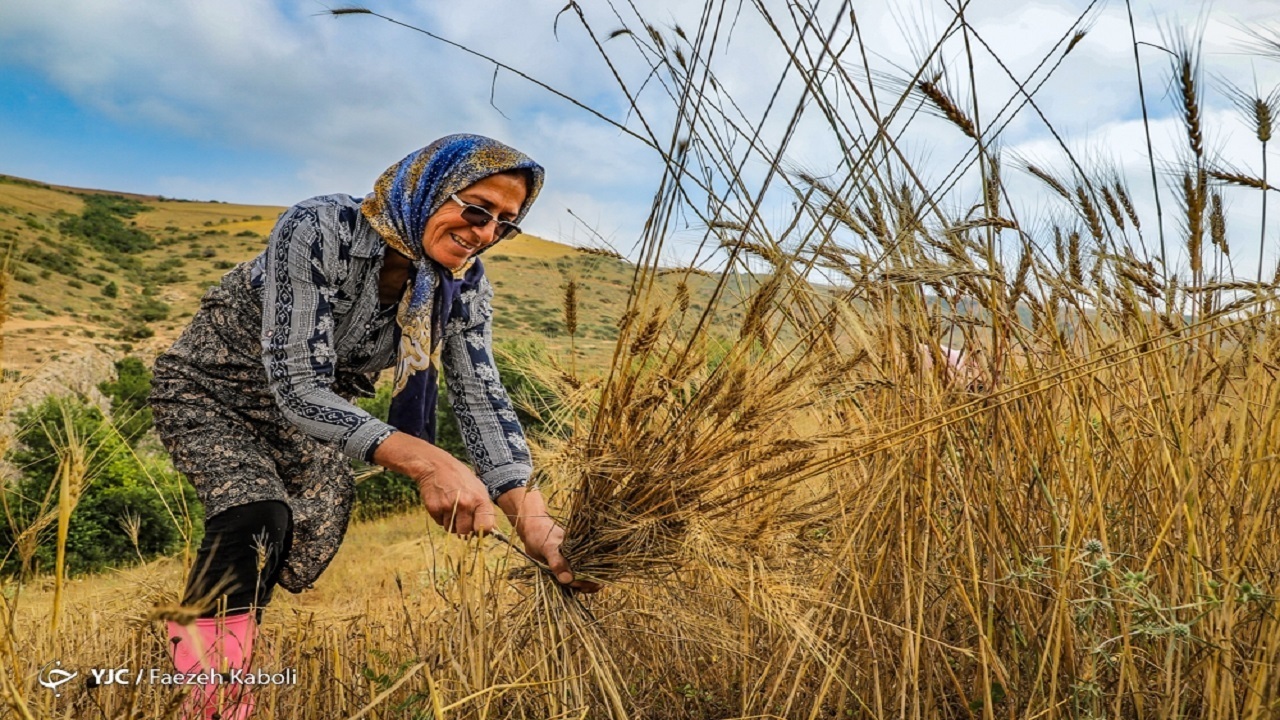 ۷۷ درصد از مطالبات گندم کاران استان بوشهر پرداخت شد