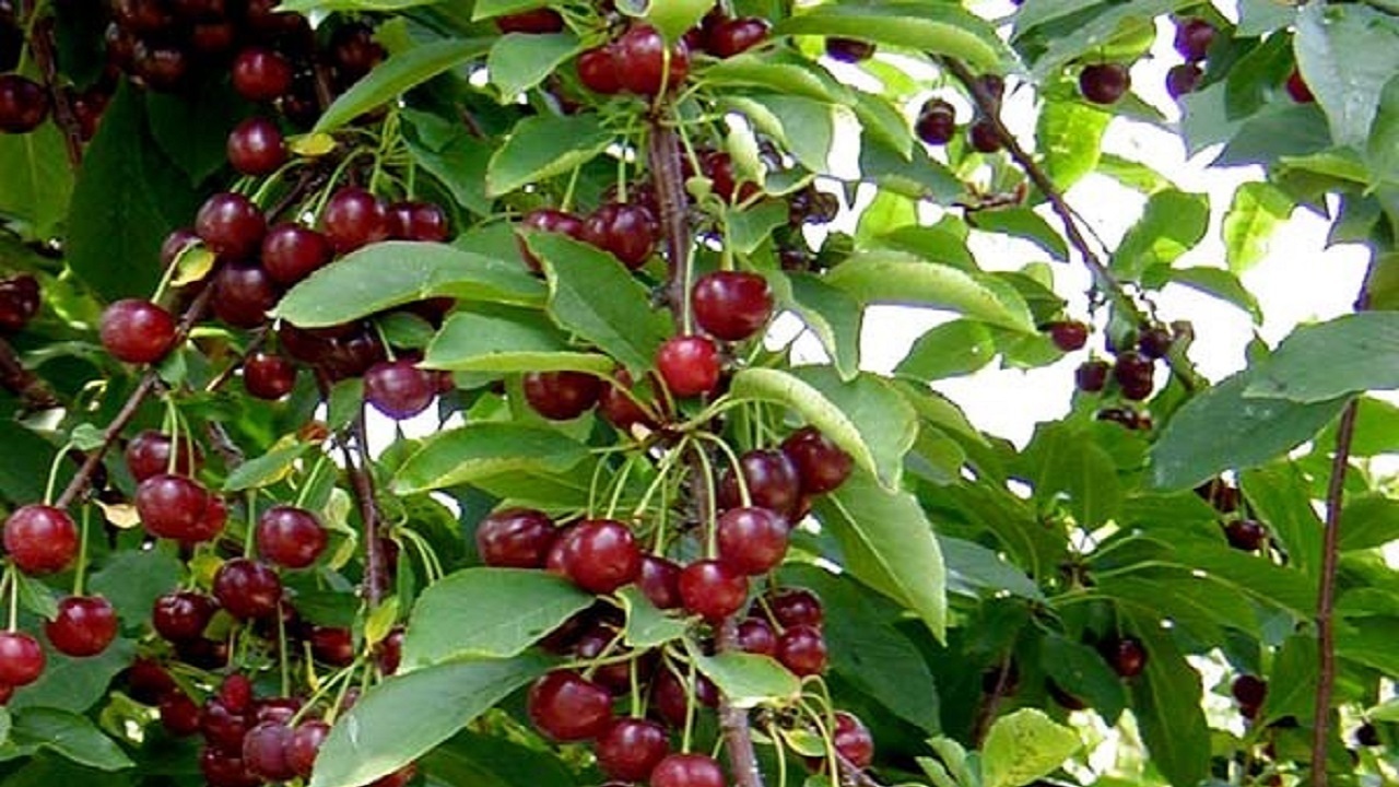 آغاز برداشت آلبالو و گیلاس در بخش خضرآباد