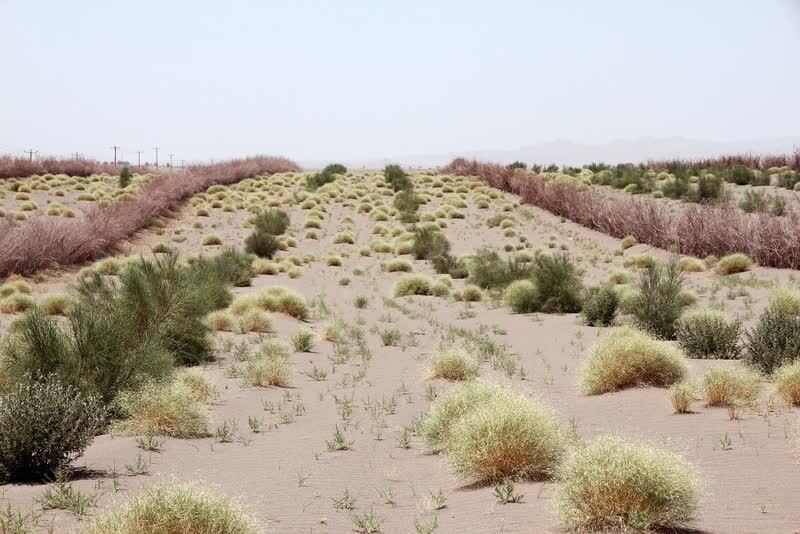 کاشت ۴۰ میلیون اصله نهال بیابانی در نیمه دوم امسال هدفگذاری شد