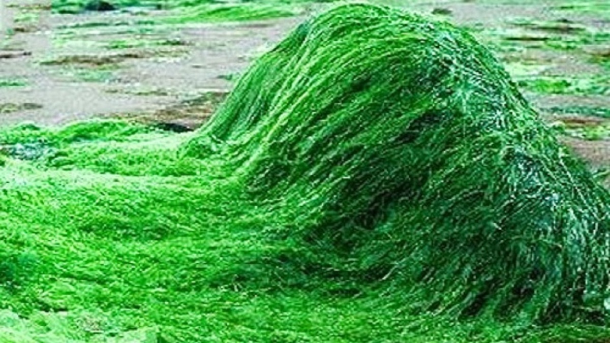 دستیابی به فناوری هوشمند ریزجلبکی برای تصفیه آب و جذب دی‌اکسیدکربن در ایران + فیلم