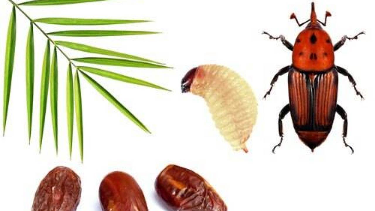 اعتبار ویژه برای مبارزه با آفات در استان کرمان