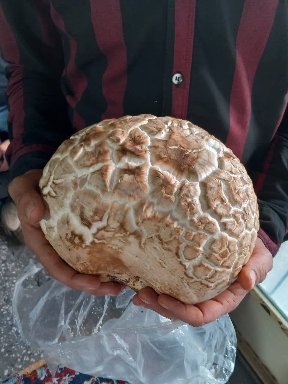 قارچ 2 هزار گرمی