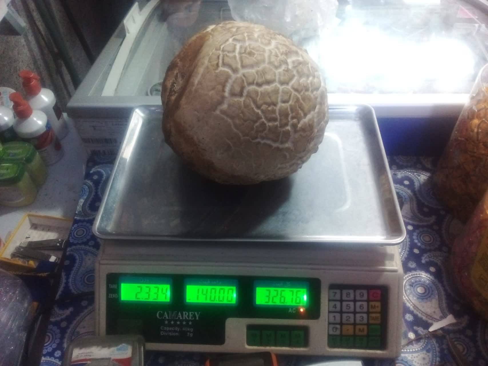 قارچ عجیب