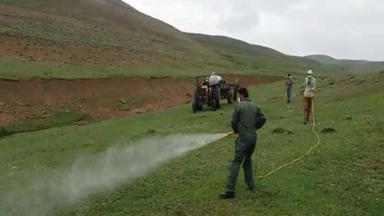 مبارزه با آفت ملخ در هزار هکتار از اراضی کشاورزی چهارمحال و بختیاری