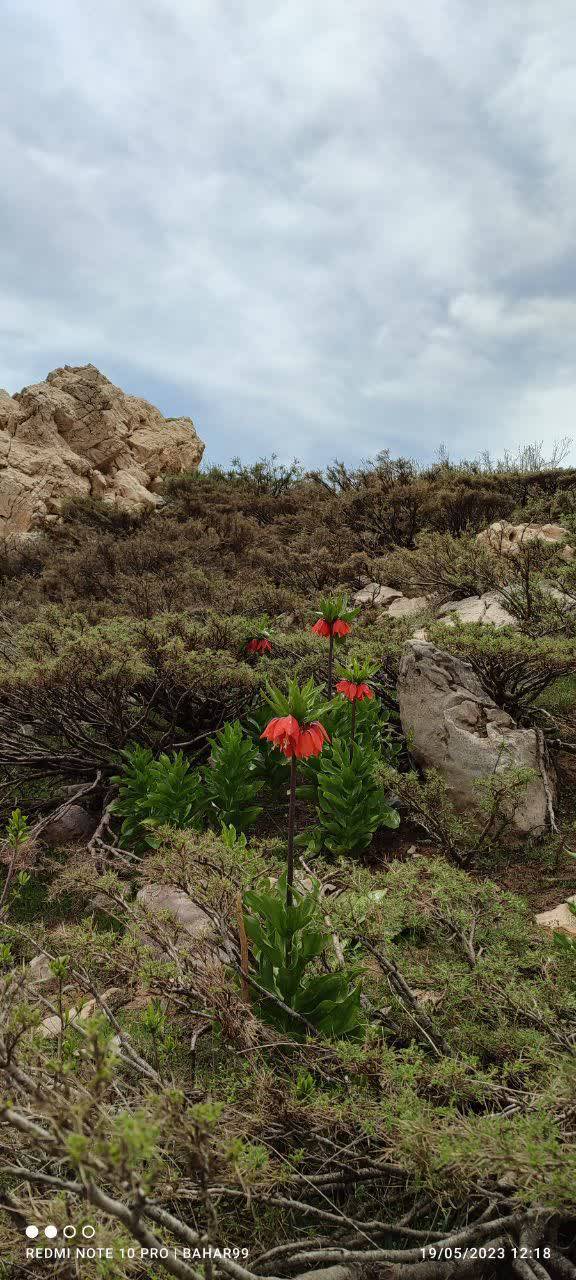 رویش گل های بهاری
