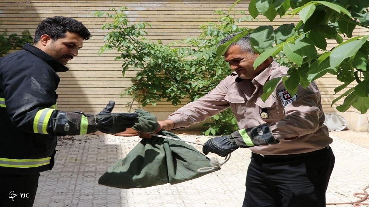 ۱۲ حلقه مار سمی در مهاباد زنده گیری شد