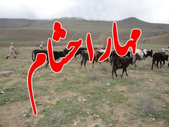 مهار ۴۰ راس احشام در مرز‌های شهرستان گرمی