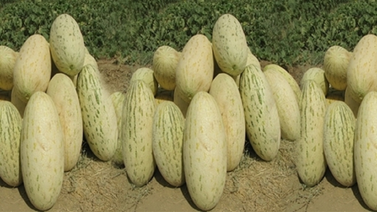 تولید بذر اصلاح شده در یک شرکت دانش بنیان