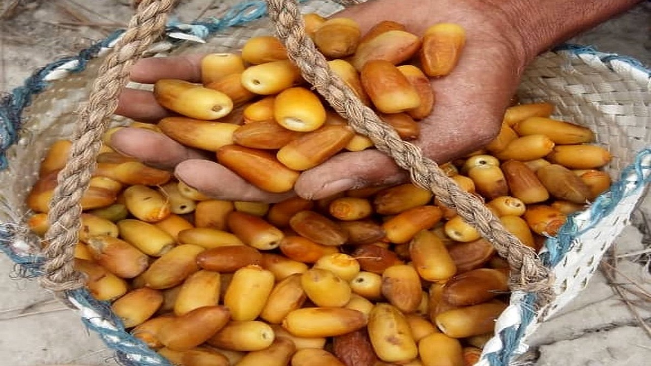آغاز برداشت رطب نوبرانه آل مهتری هرمزگان