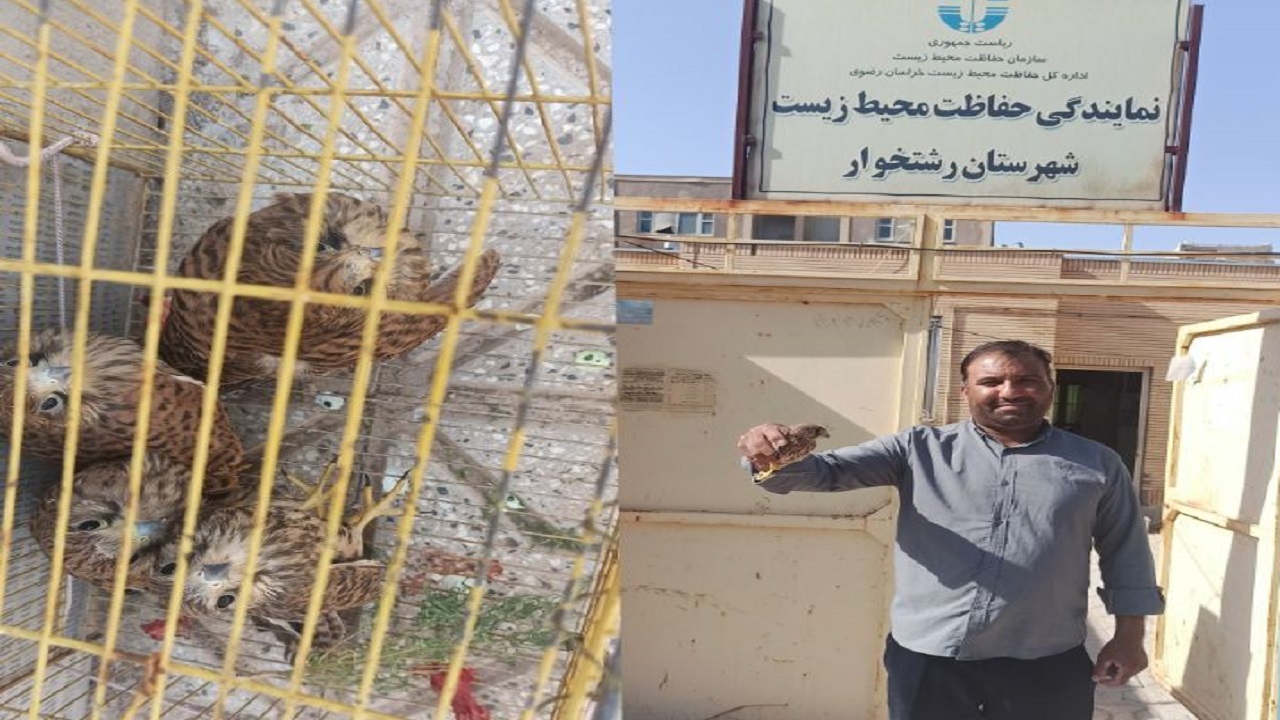 تحویل چهار بهله دلیجه به حفاظت محیط زیست رشتخوار