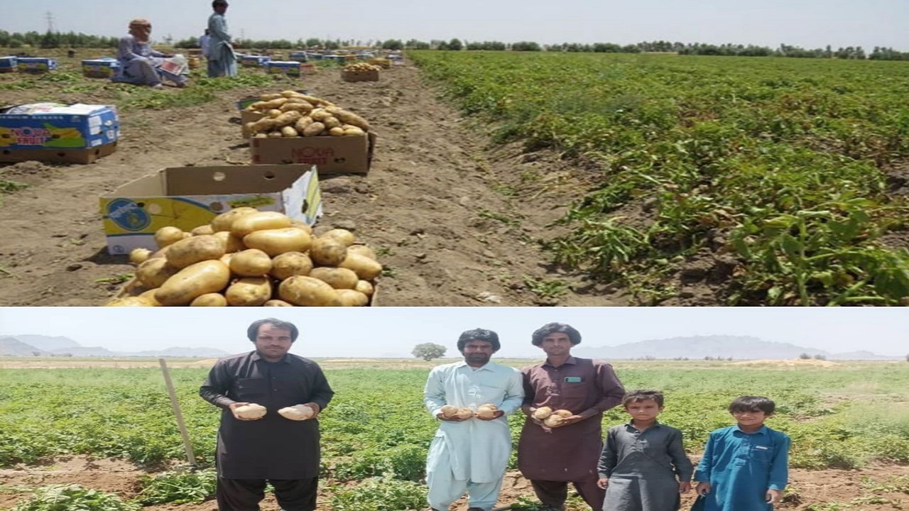 برداشت سیب زمینی ۸۰هکتار از زمین‌های کشاورزی خاش