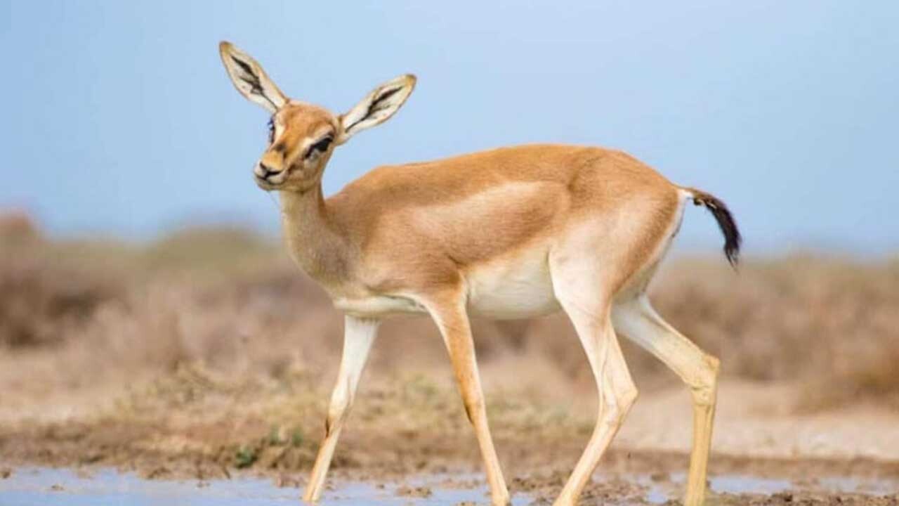 تولد بره آهو‌ها در پناهگاه حیات وحش میاندشت جاجرم