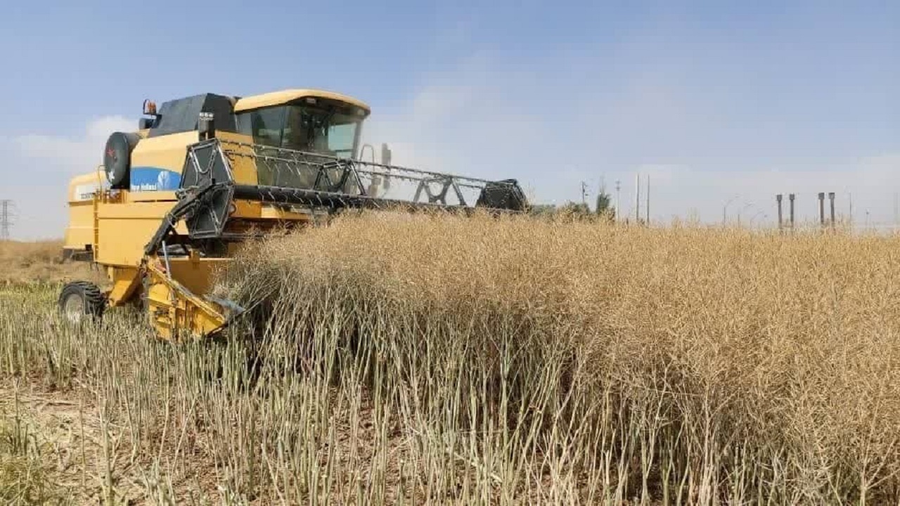 آغاز برداشت کلزا از مزارع کشاورزی شهرستان آبیک