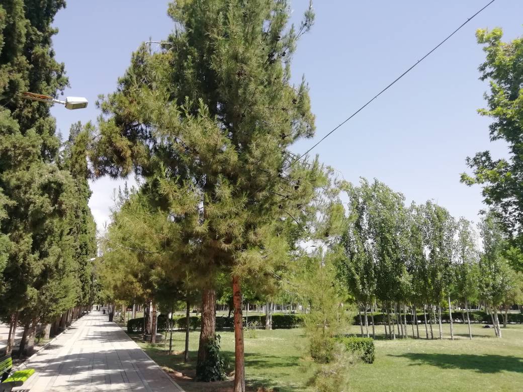 طبیعت سرسبز