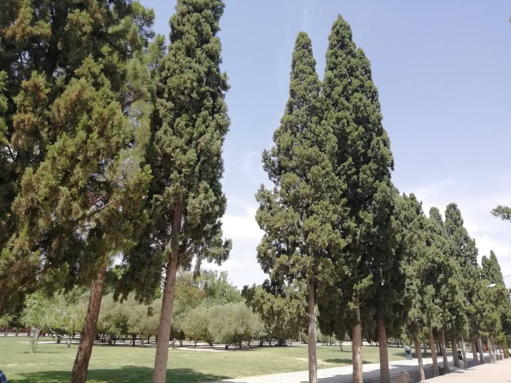 درختان سرو