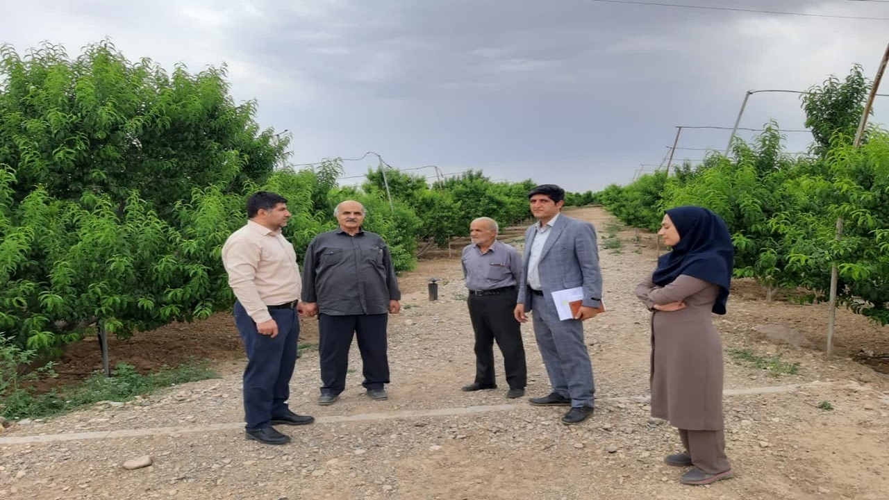 تجهیز ۲۰ هکتار از باغات شهرستان تاکستان به سیستم مه پاشی